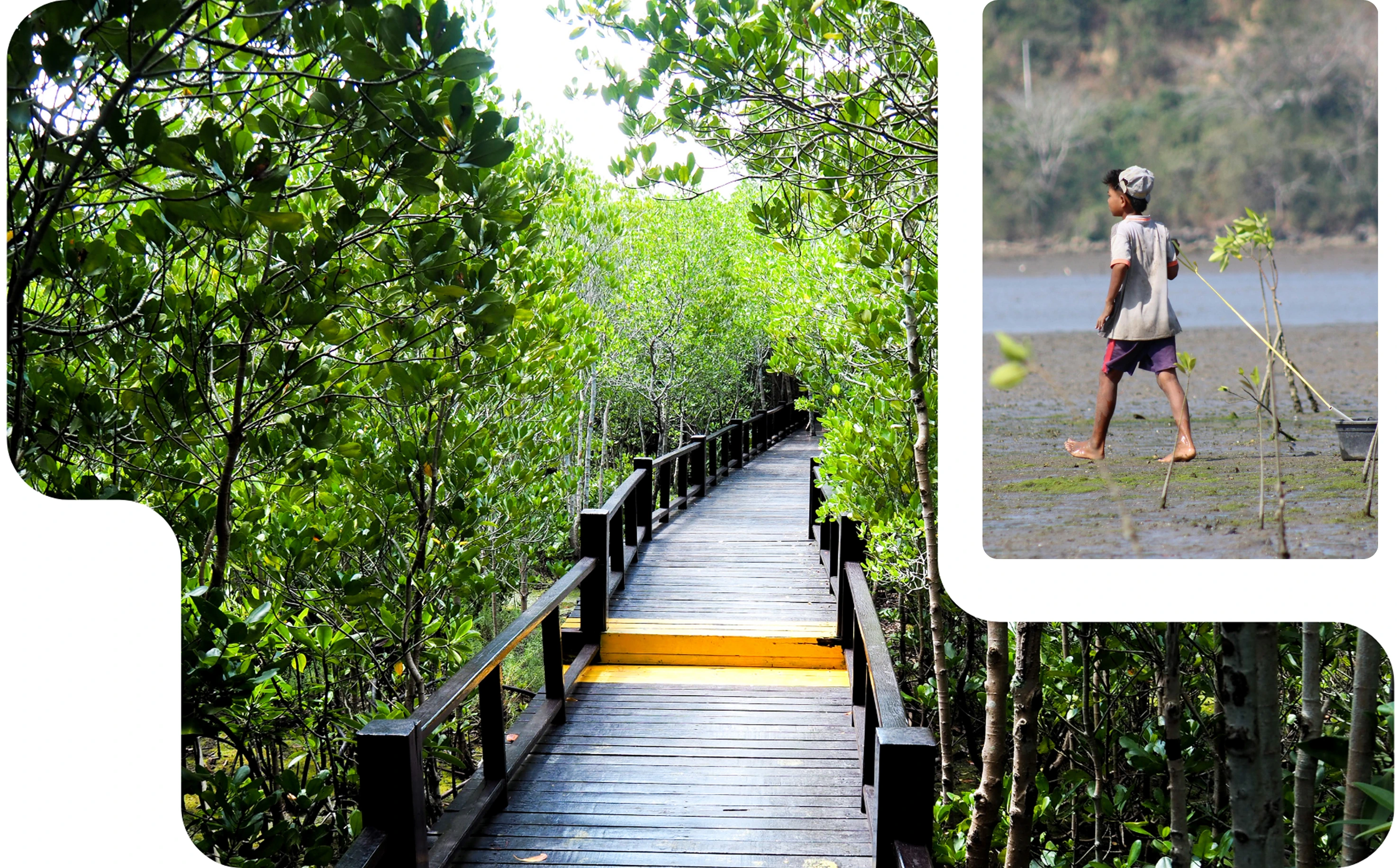 Boardwalk Mangrove